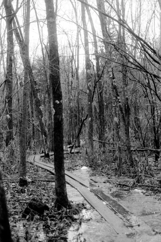 the train tracks through the wooded area are wet