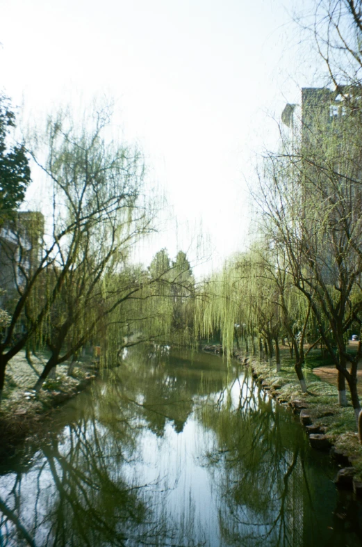 the trees are in the park near the water