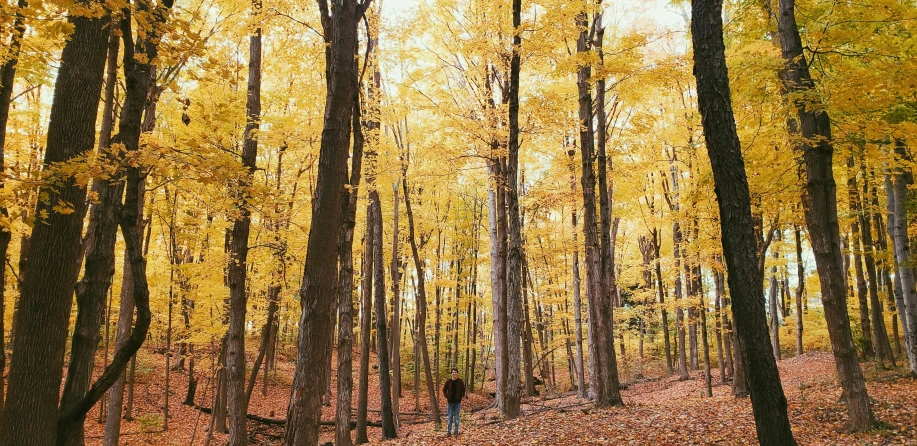 a person is walking in a forest covered with colorful leaves