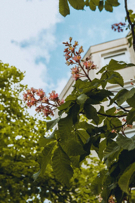 the leaves on the nches of tree are open