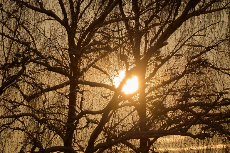 a tree with no leaves at sunset