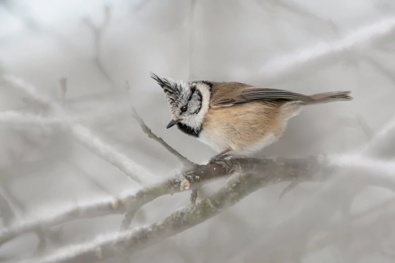 a small bird perches on a bare nch