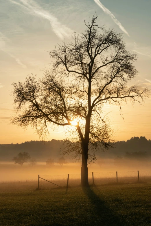 a lonely tree in a field with mist