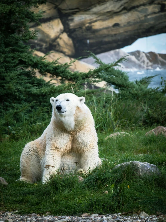 a polar bear is sitting in the middle of the grass