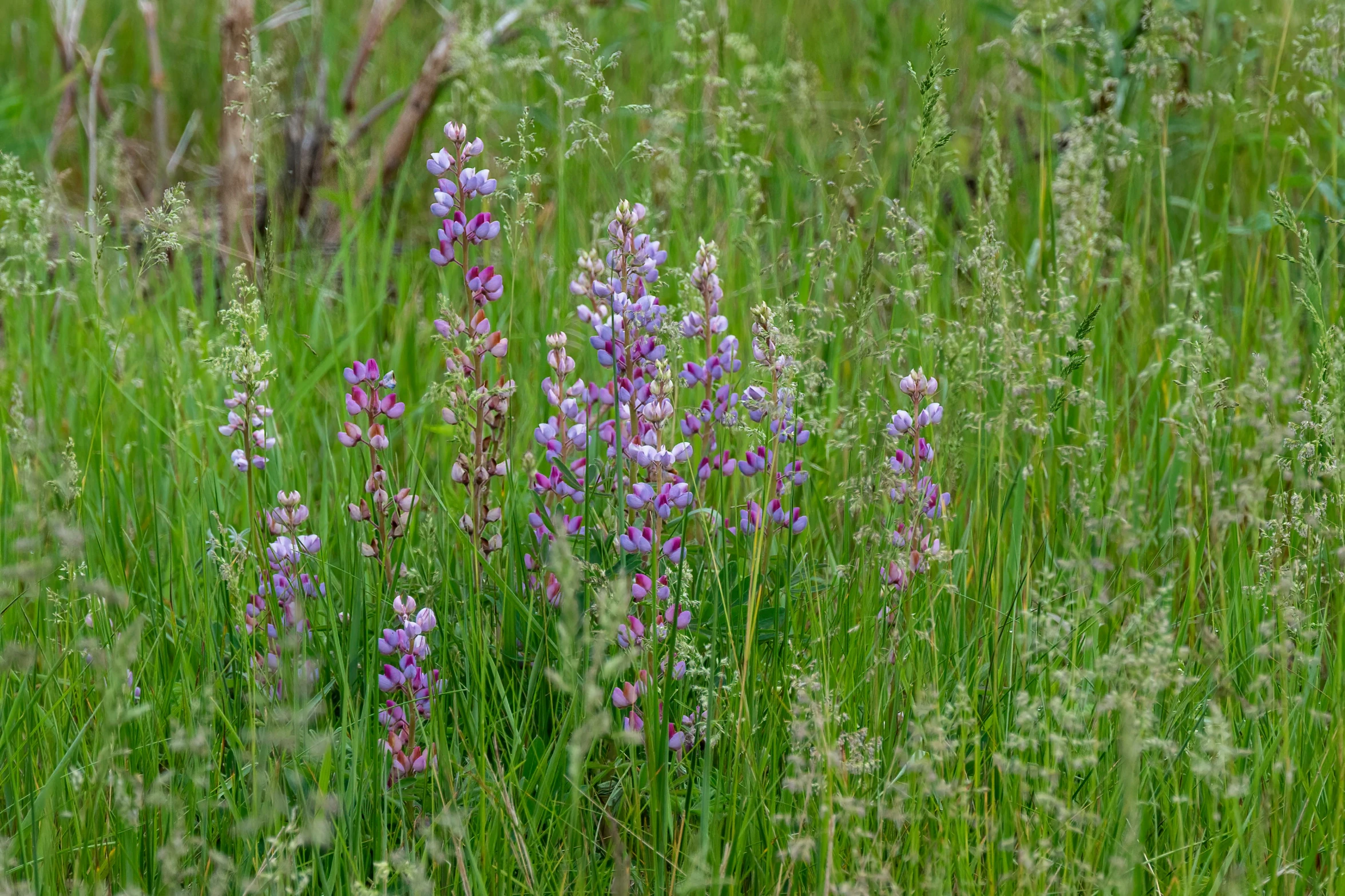 flowers in the middle of some green grass