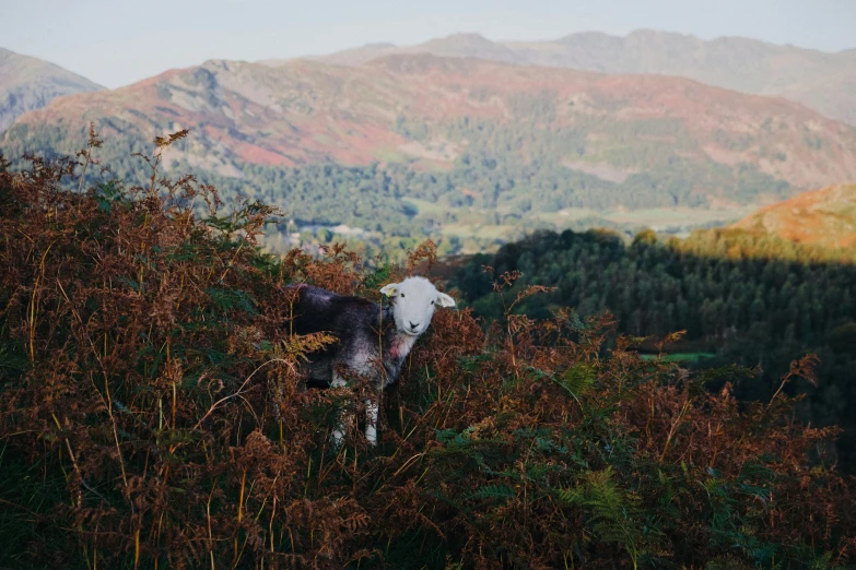 a goat standing on a grassy hillside with mountains in the background