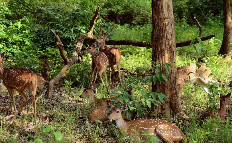 the group of deer are walking through the woods