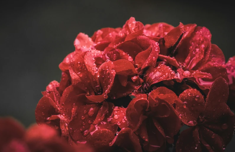 the beautiful red flowers have many drops on them