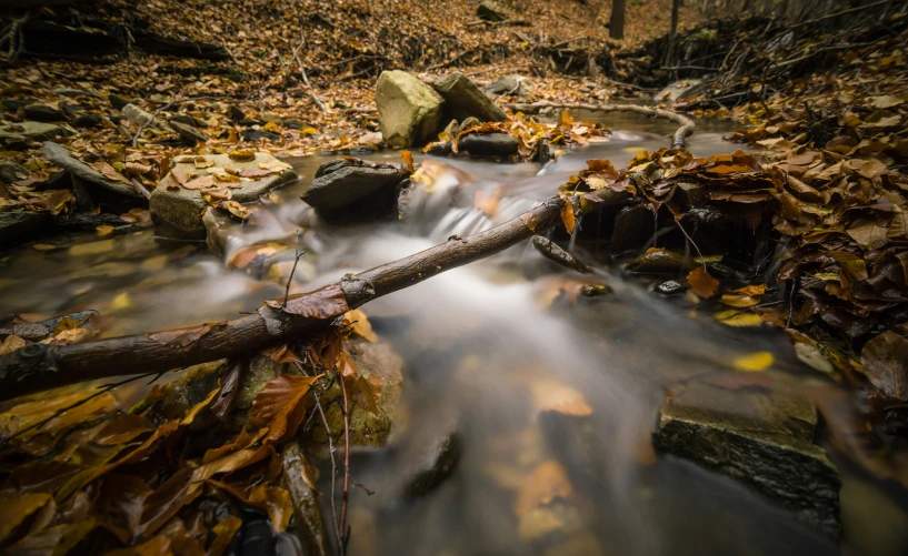 a stream running through some trees and leafs