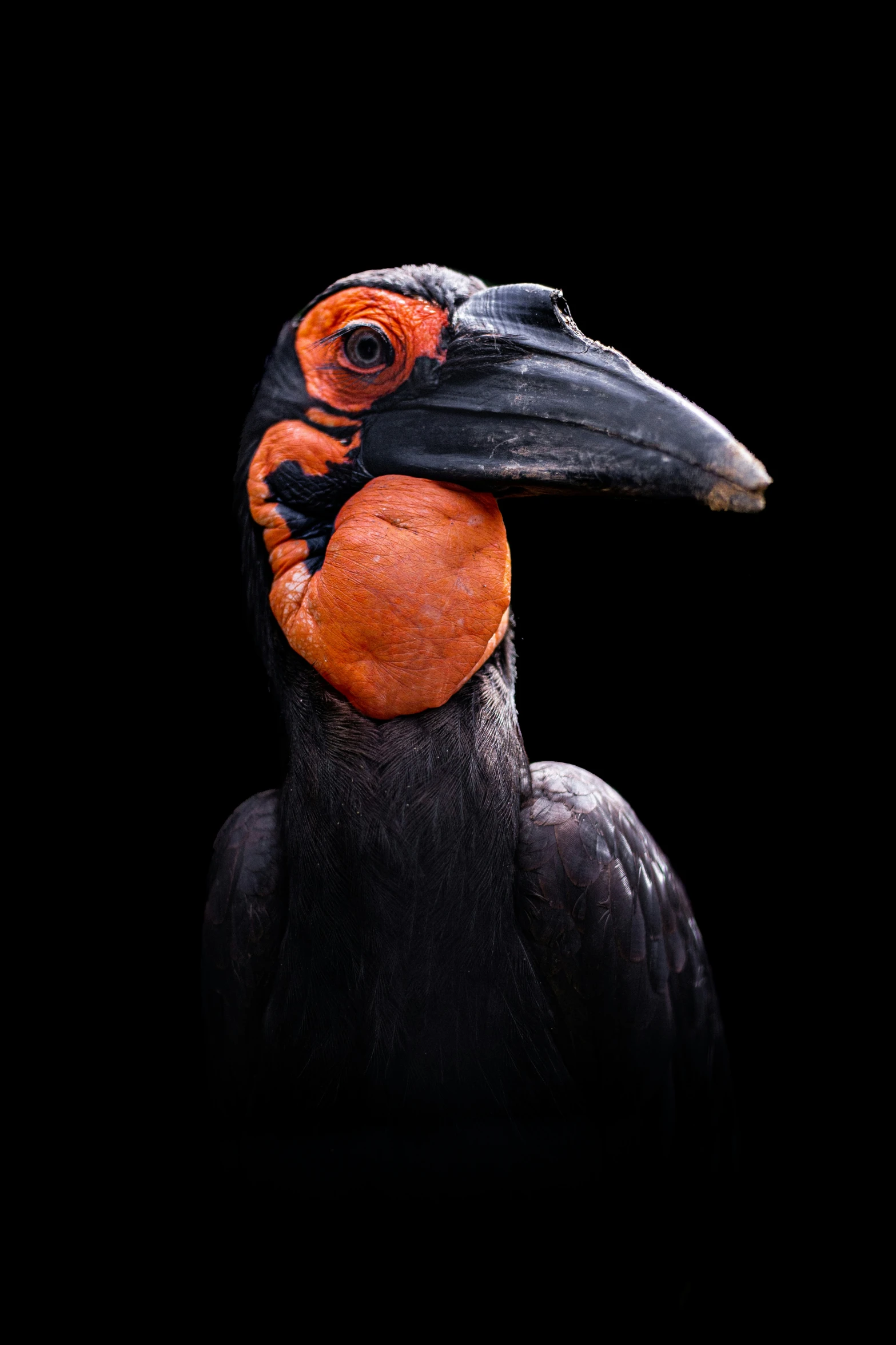 a bird with a black background and a orange beak