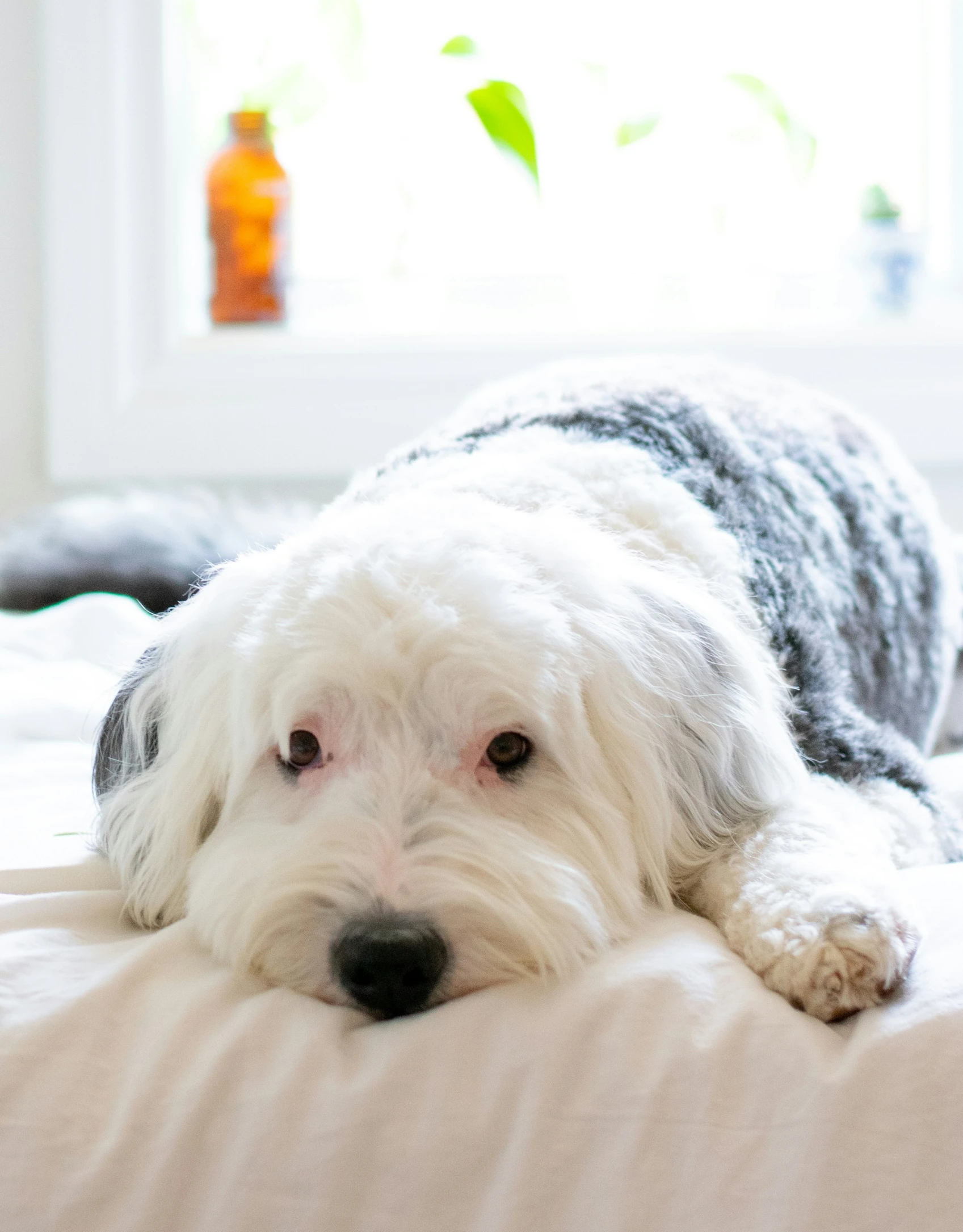 a small white dog lying on a white bed