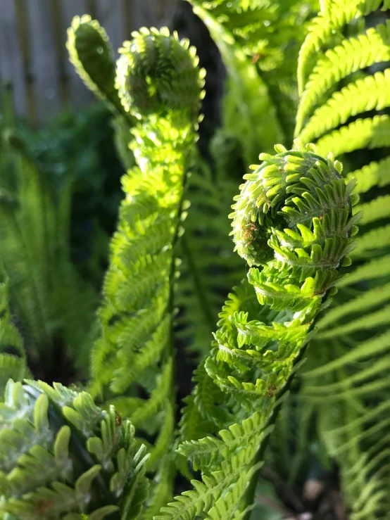 close up of a leafy green plant outside