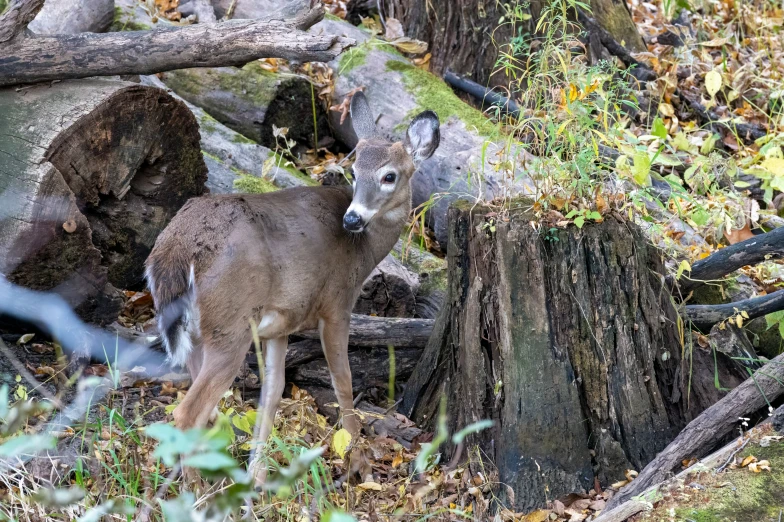 a deer standing next to a pile of woods