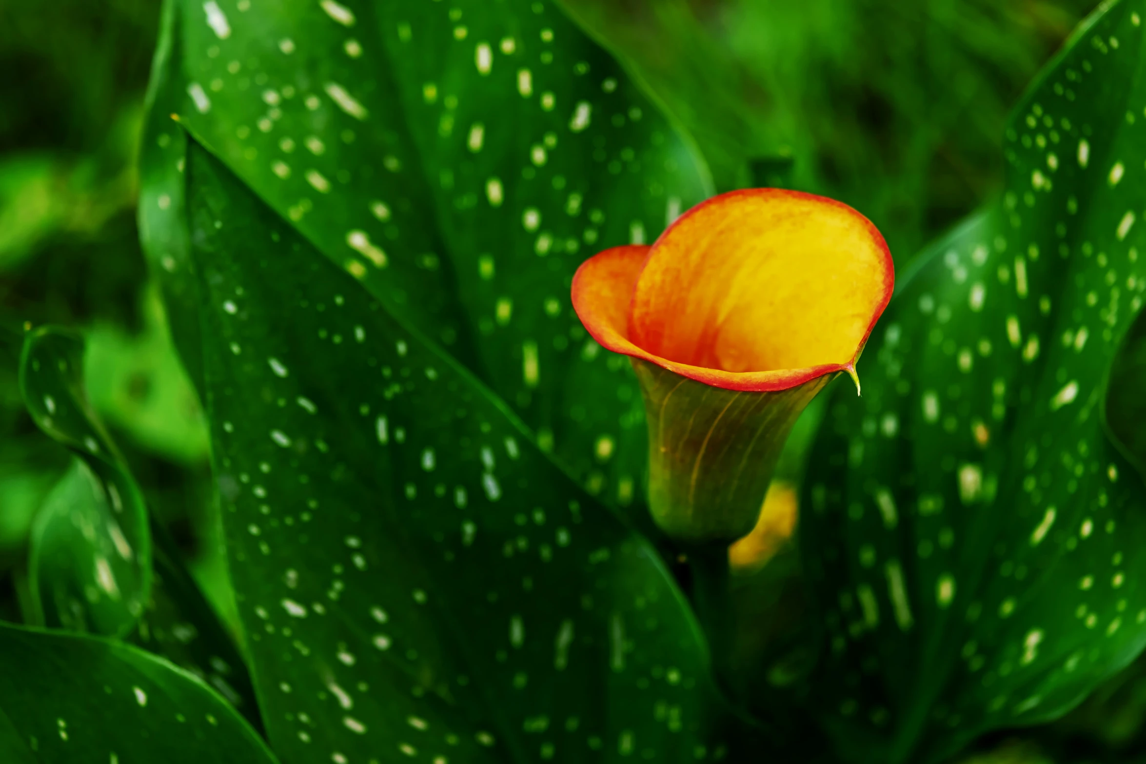 a flower with yellow and red petals in front of green leaves