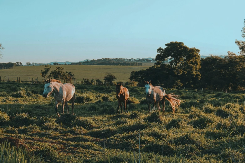 three horses are grazing on the side of the road