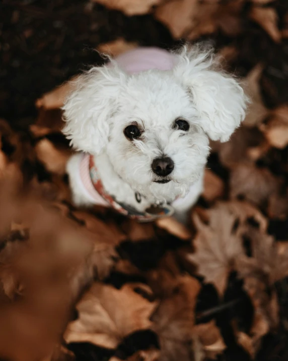 a small white dog standing in the leaves