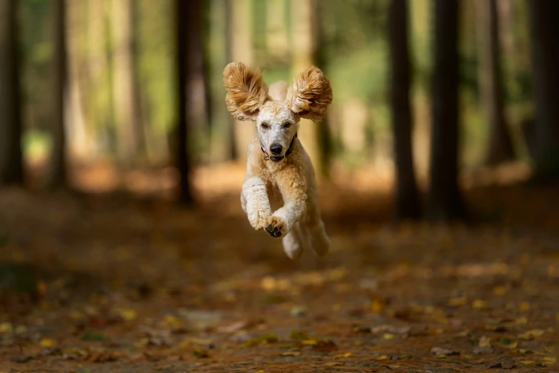 an adorable white dog jumping in the air