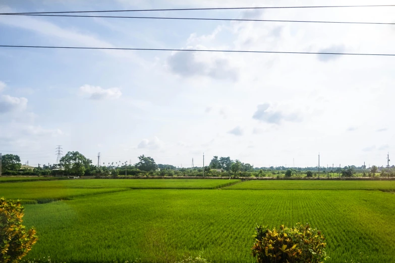 an expansive expanse of grass with power lines in the distance