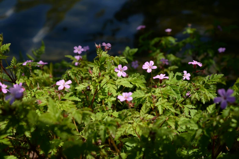 a number of flowers in a field with green leaves