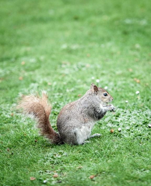 a small grey squirrel standing on top of a lush green field