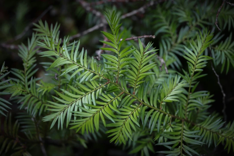 a green leaf is shown in this po