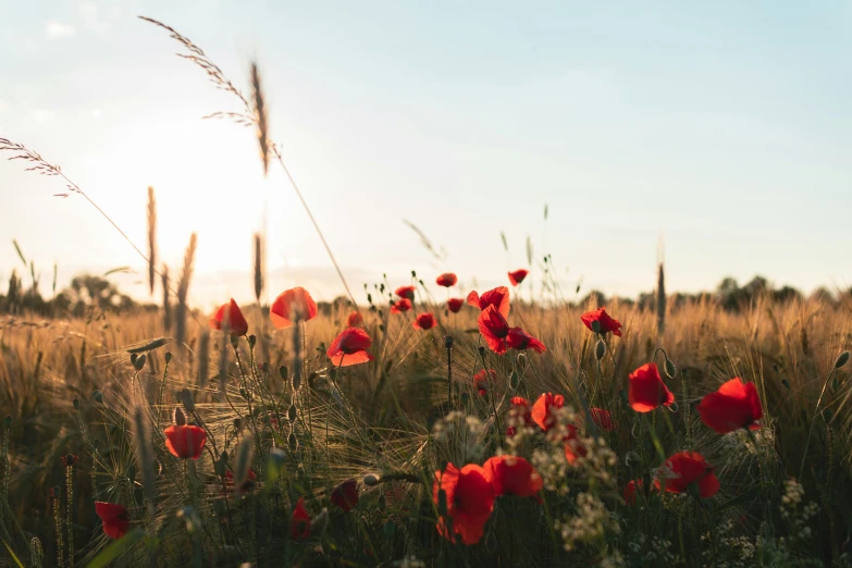 a grassy field with red poppies in the foreground