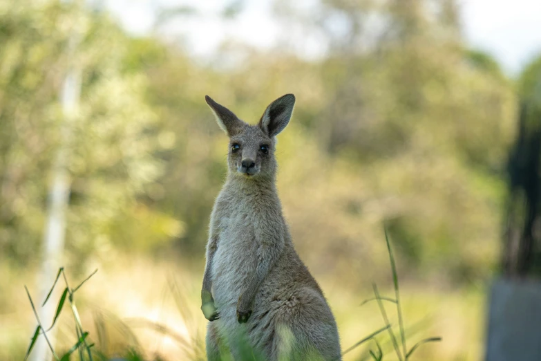 a close up of a small kangaroo near some grass