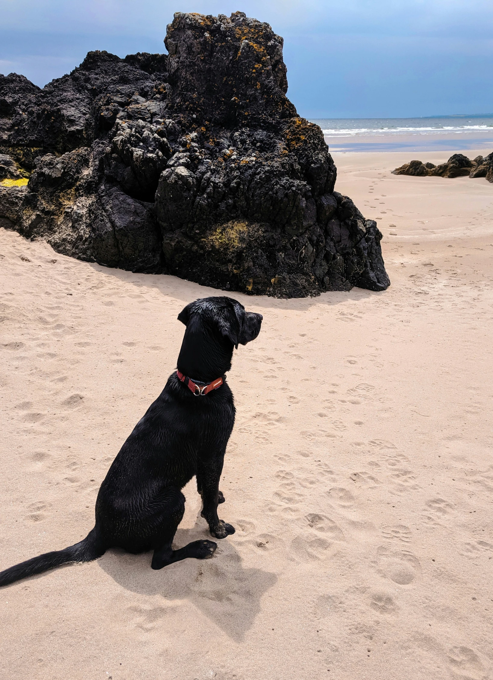 black dog sitting in sand near rocks at the beach