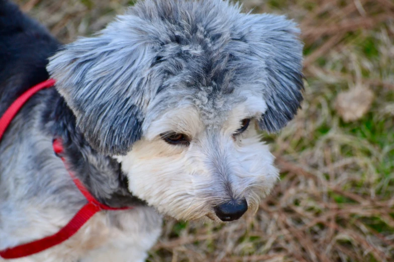 a grey and white dog with a red leash
