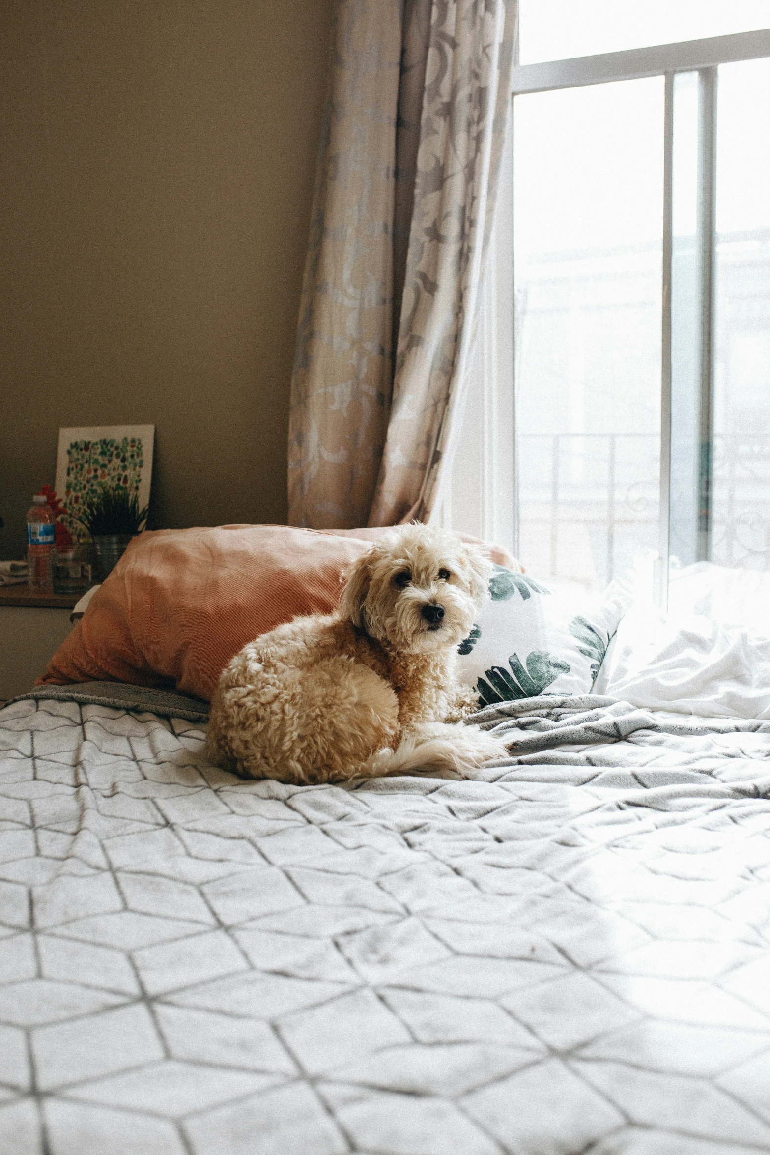 a small dog laying on top of a bed