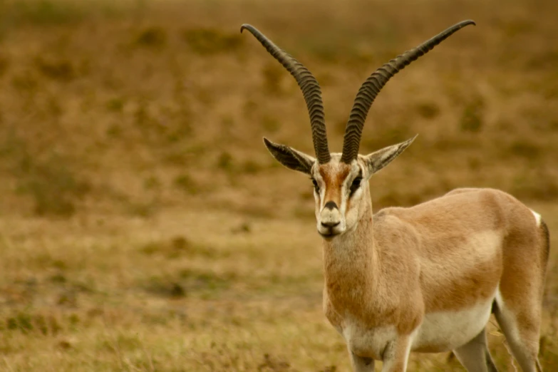 a horned gazelle standing on a brown field