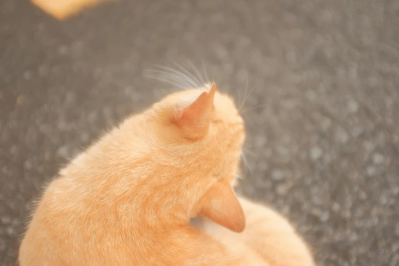 an orange cat sitting on the pavement looking in the distance