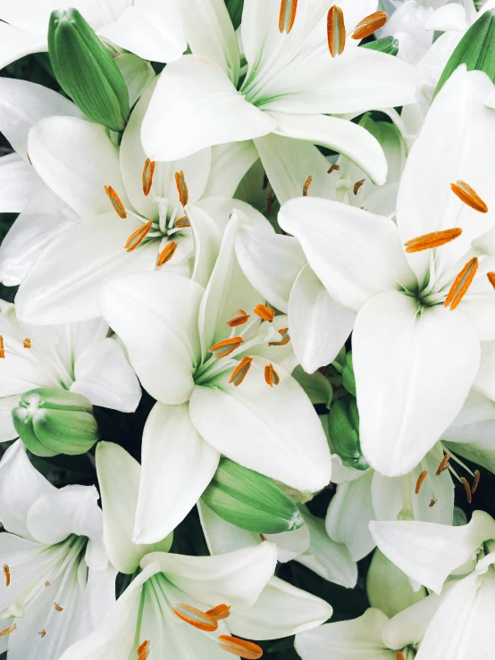 white flowers with green leaves spread out