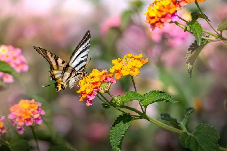 an image of a erfly on some flowers