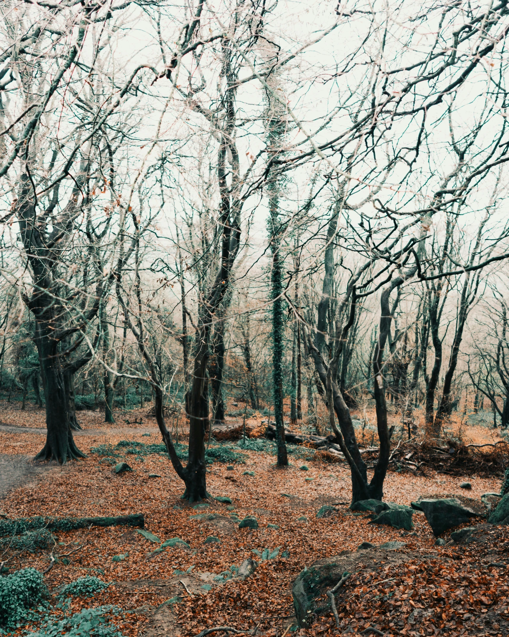 the barren trees are surrounded by leaves