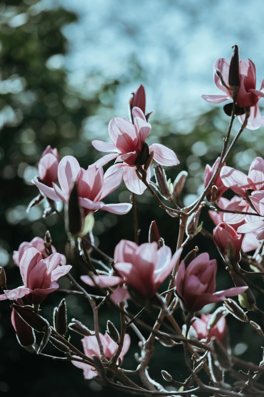 small pink flowers and green leaves of a plant