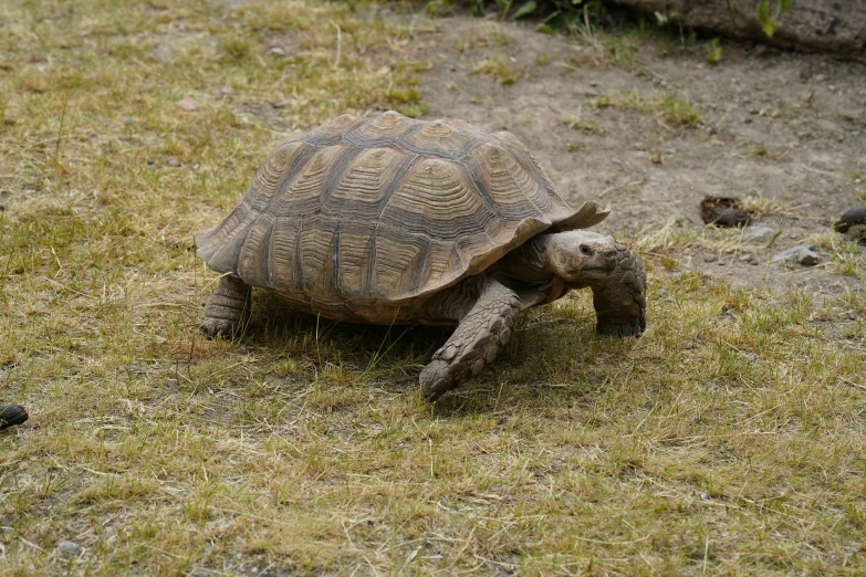 a turtle is shown walking on grass