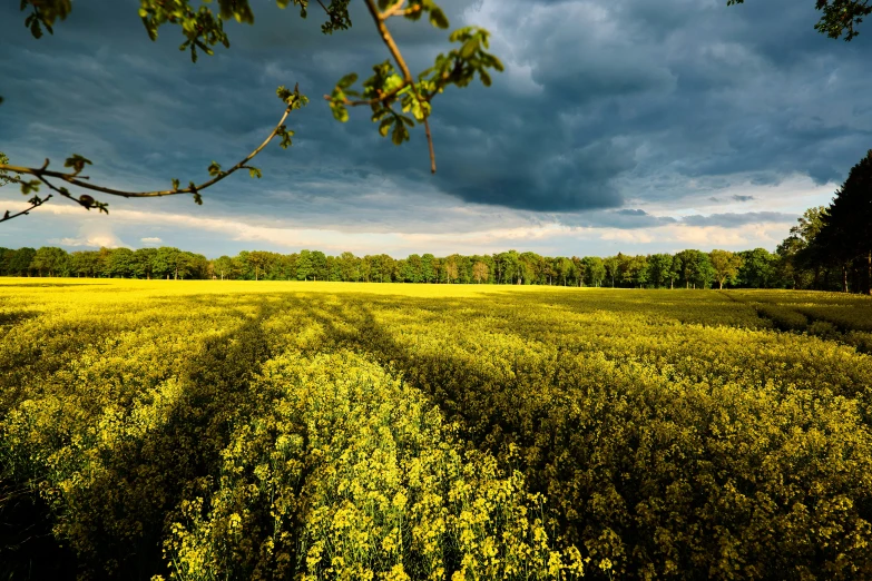 the landscape is covered in flowers and shrubs