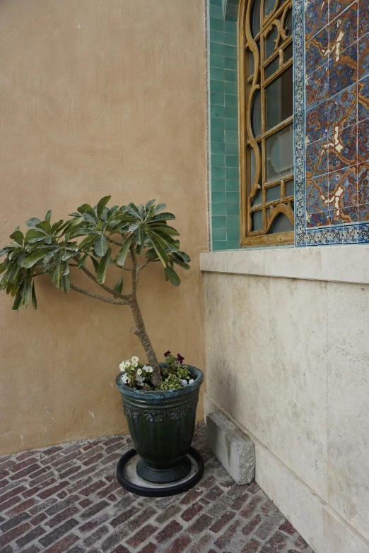 the tree is next to the building and a plant