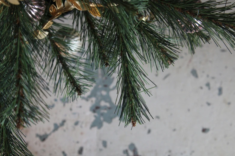 close up view of a pine tree with its leaves