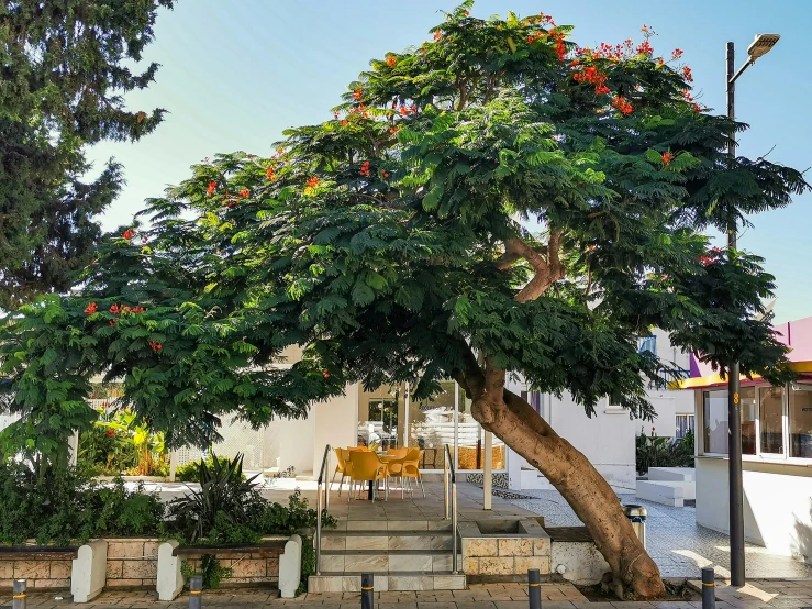 a tree with an odd shape growing in the front yard