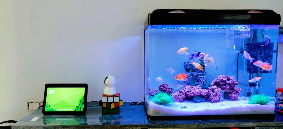 a laptop sits next to an aquarium with blue water and algae