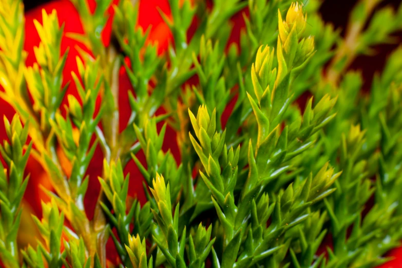 close up of colorful plants against red striped background