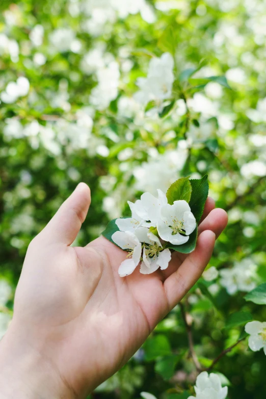 hand holding flower in front of tree with leaves