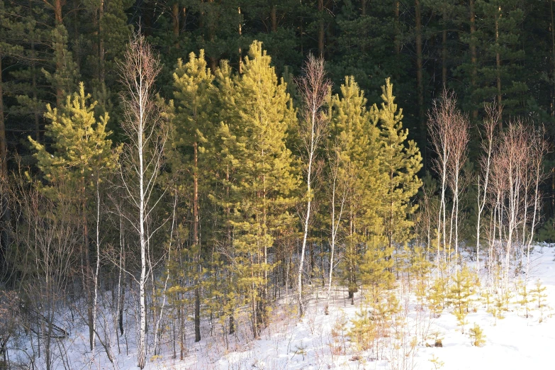 tall trees in a forest on a snow covered hillside