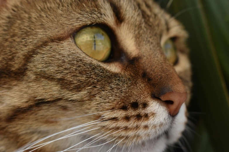 a cat is staring away from the camera