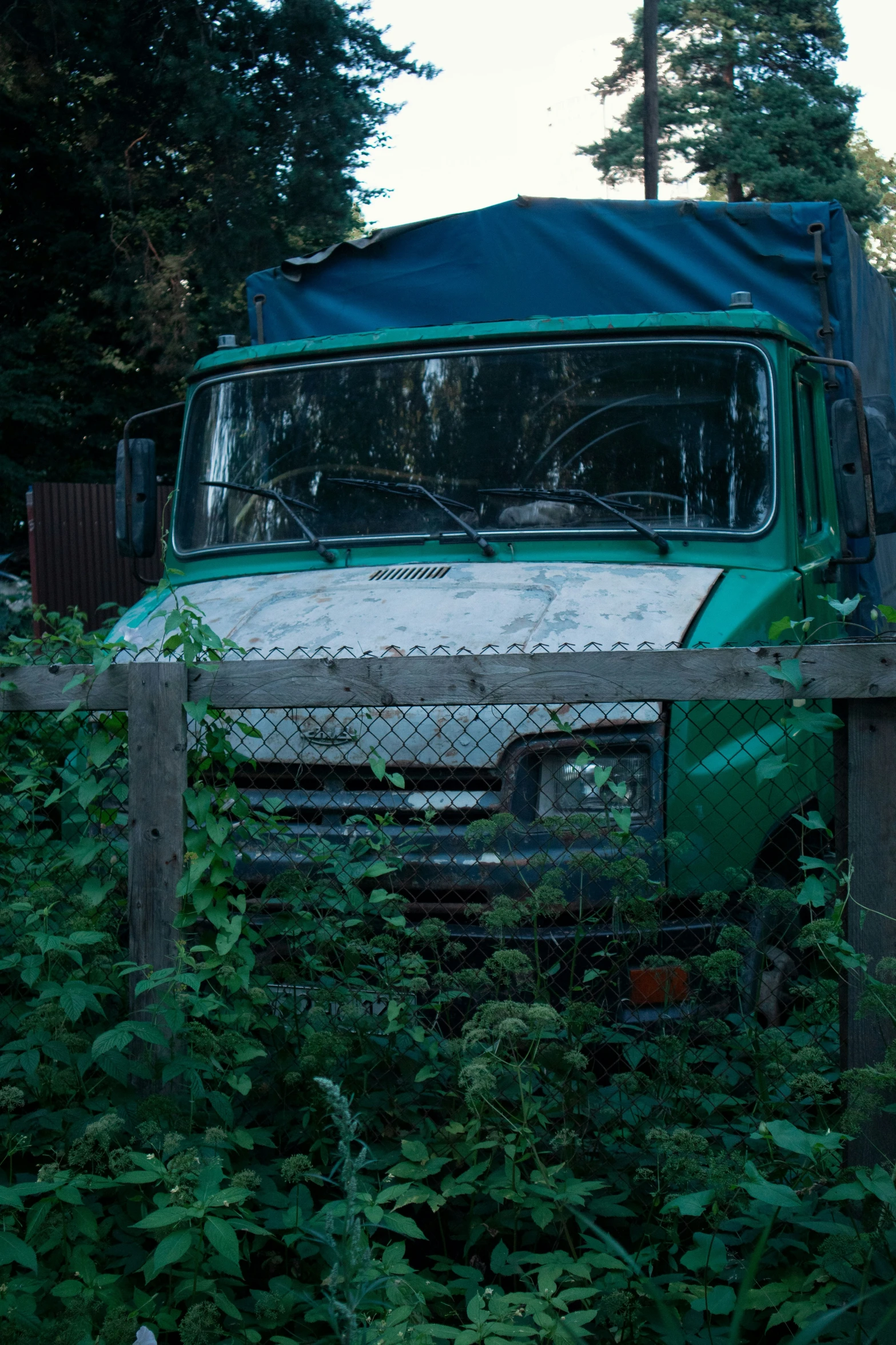 an old truck in weeds at a farm