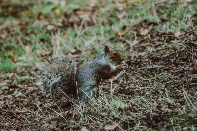 a squirrel is walking around in the grass