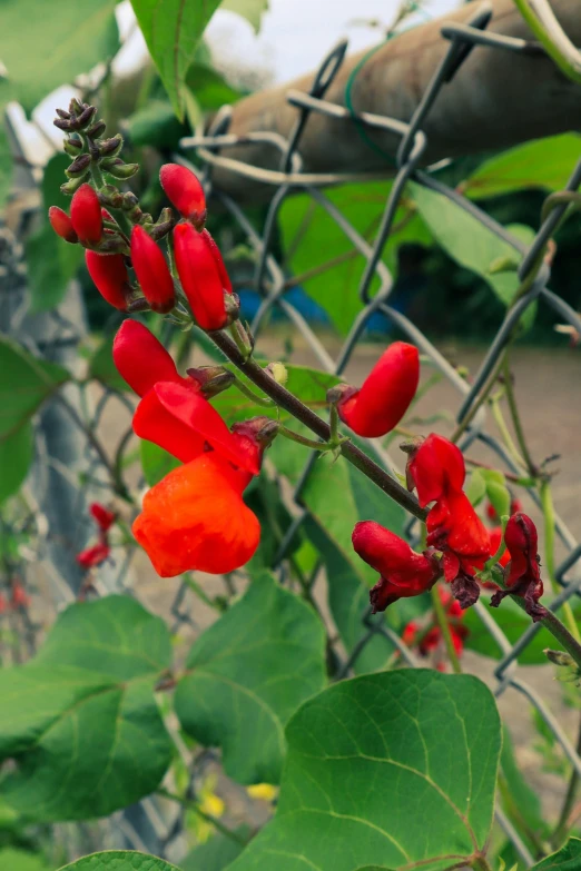 the red flower is in bloom along the chain link fence