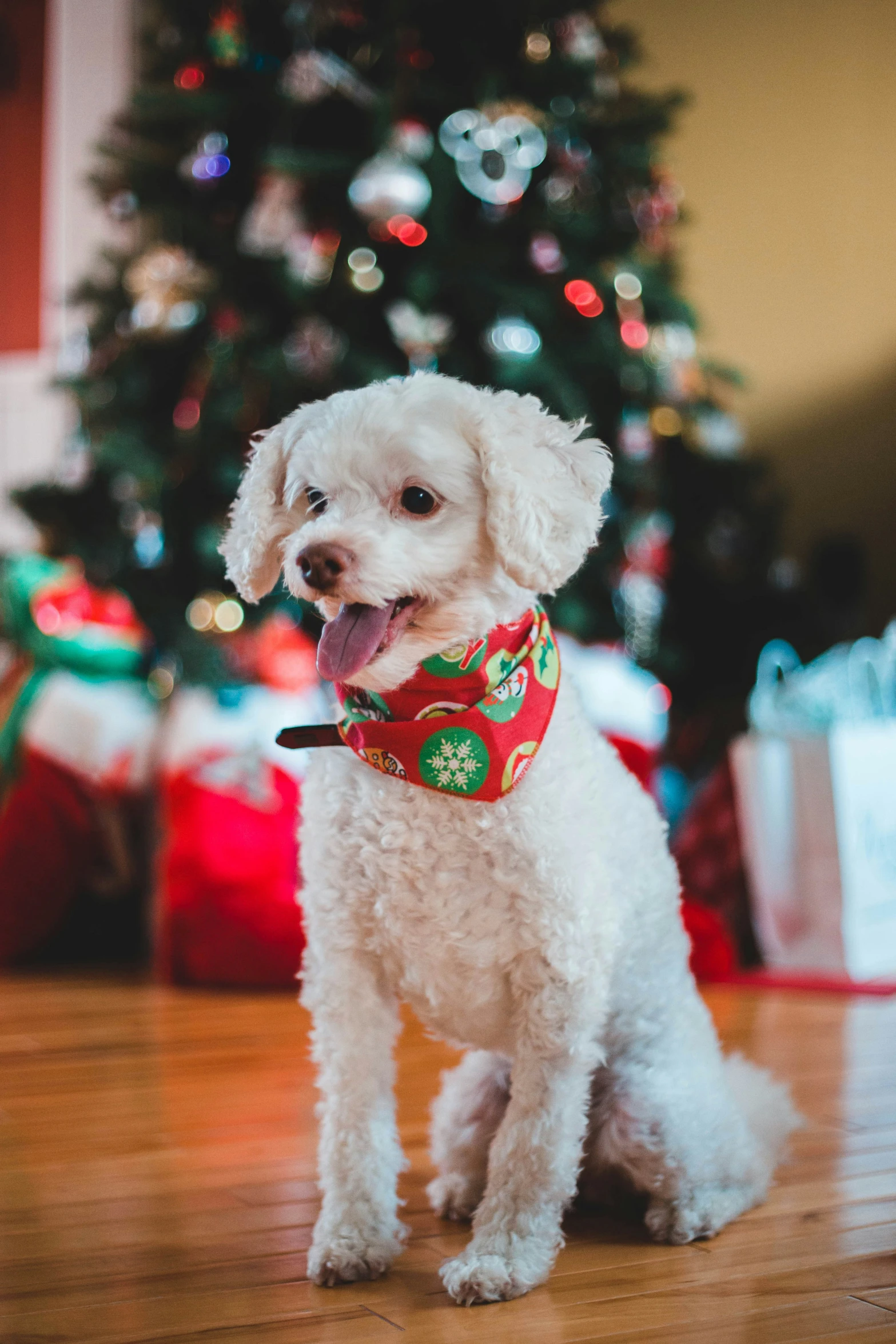 small white dog wearing a red and green scarf standing in front of a christmas tree